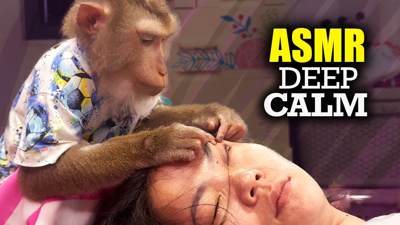 Judy the Monkey ASMR | Premium Scalp & Face Grooming For Deep Calm & Instant Sleep