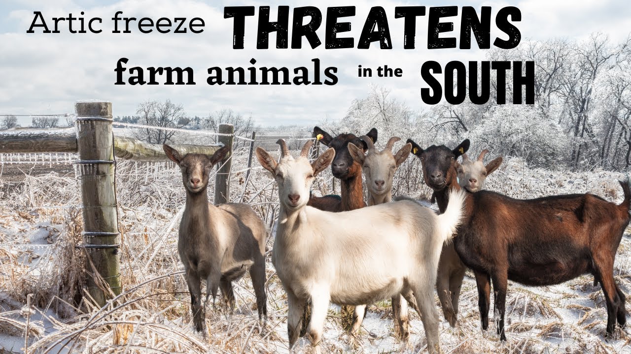 Will our animals SURVIVE this ARTIC OUTBREAK and DEEP FREEZE?