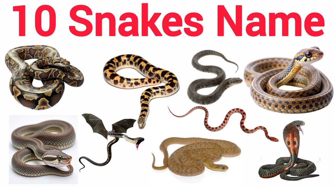 🐍 10 Snake Names for Kids | Bachchon ke liye English Seekho 🪱 Fun Animal Learning Video 