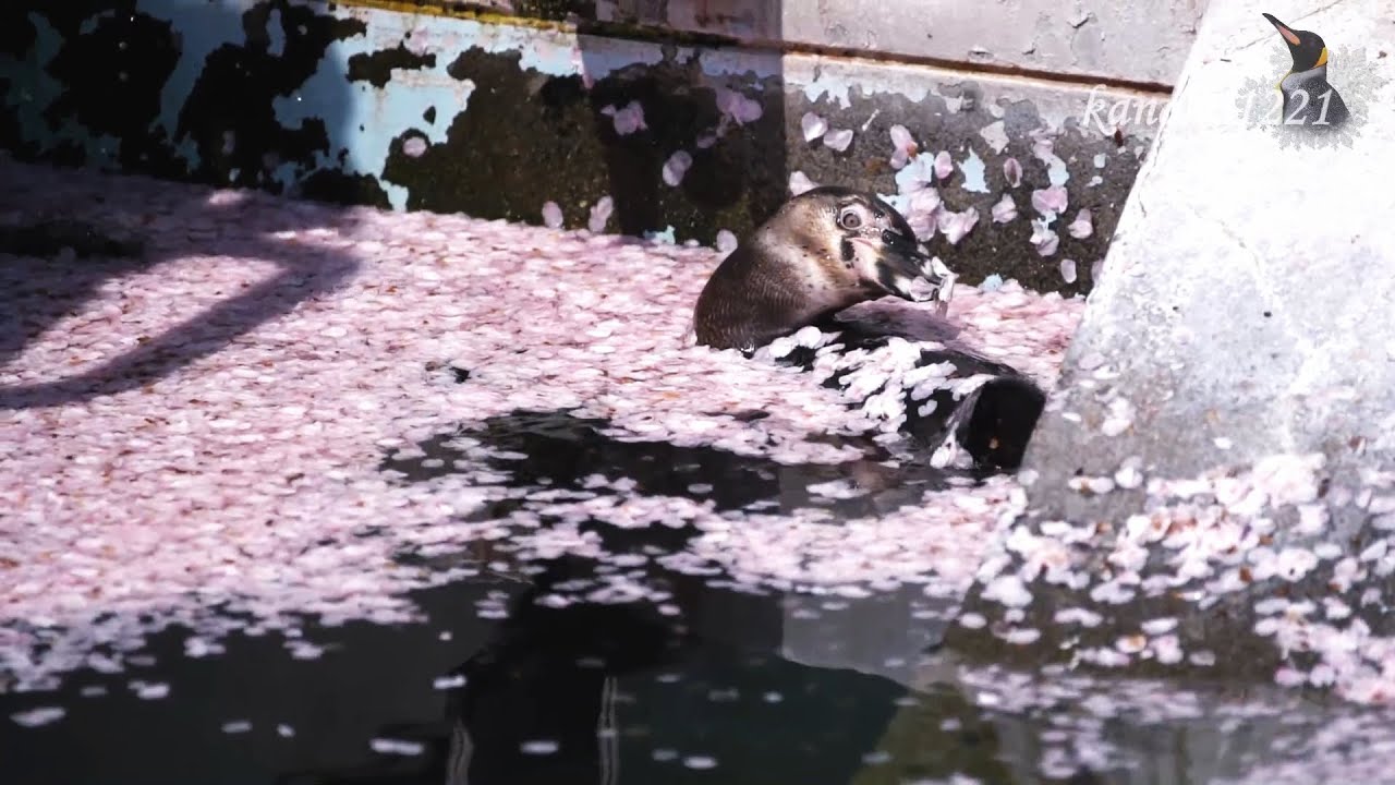 羽村市動物公園 サクラの花びらまみれのペンギン達-横着者もいました