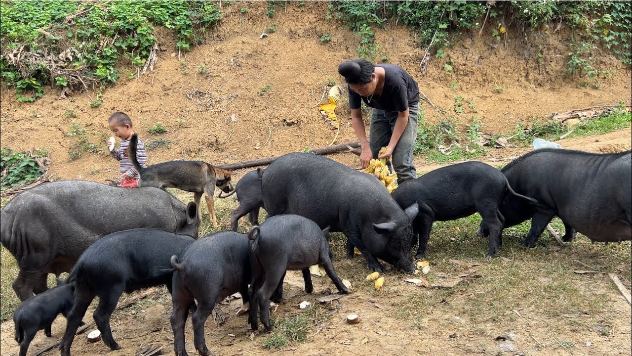 Dig in the forest & Take care of pigs and chickens on the farm...