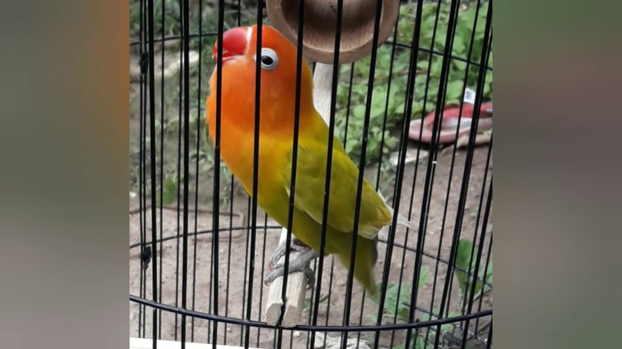 LOVEBIRD  VIRAL NGEKEK PANJANG 