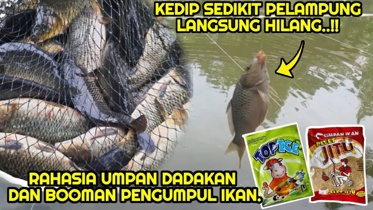 Uedan..!! Sadisnya umpan ikan mas dadakan pelet jitu dan booman pengumpul ikan mas.