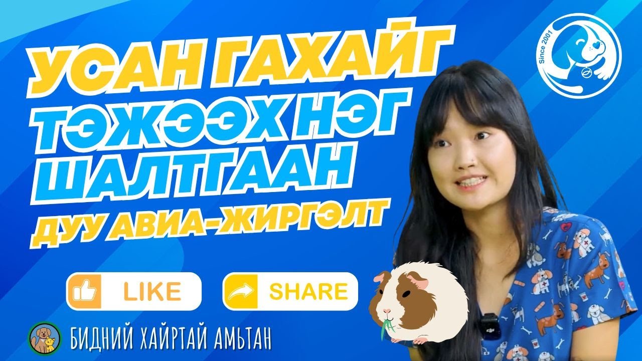 усан гахайг тэжээх нэг шалтгаан бас дуу авиа