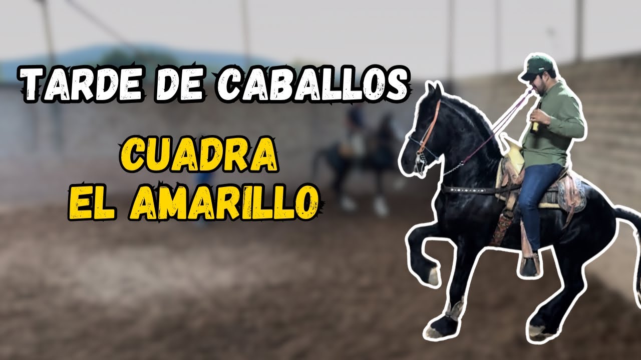 Asi bailan los caballos de Cuadra El Amarillo 👌