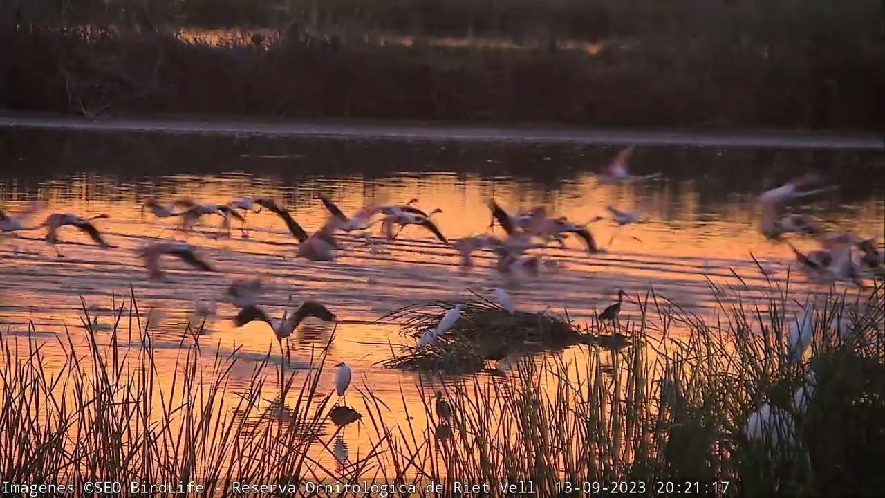 &iexcl;FLAMENCOS VOLANDO AL ATARDECER! - Reserva Natural Riet Vell - Delta del Ebro