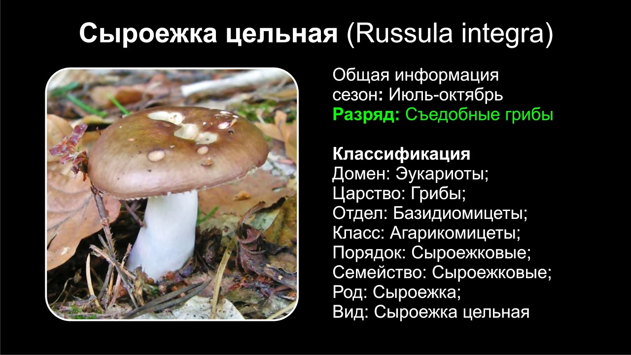 Сыроежка цельная (Russula integra)