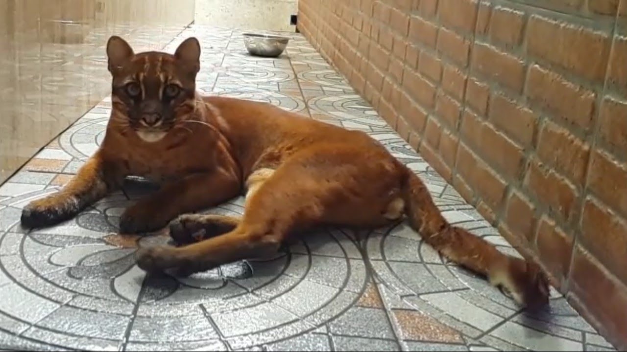 the asian golden cat