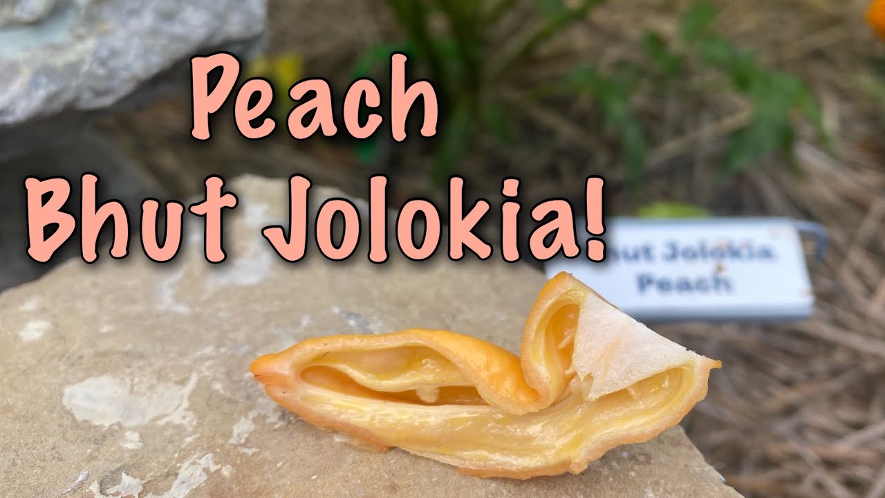 Peach Bhut Jolokia Pod