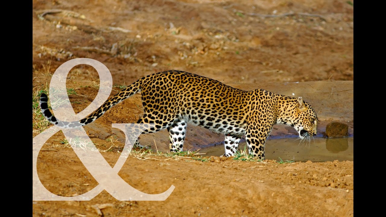 Abercrombie & Kent's Yala National Park Extension