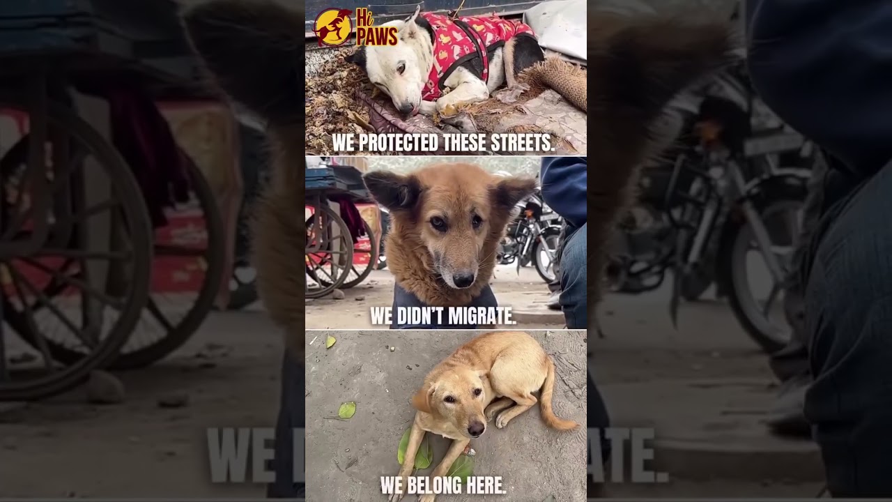 Can't imagine our streets without them😢🐾🐕❤