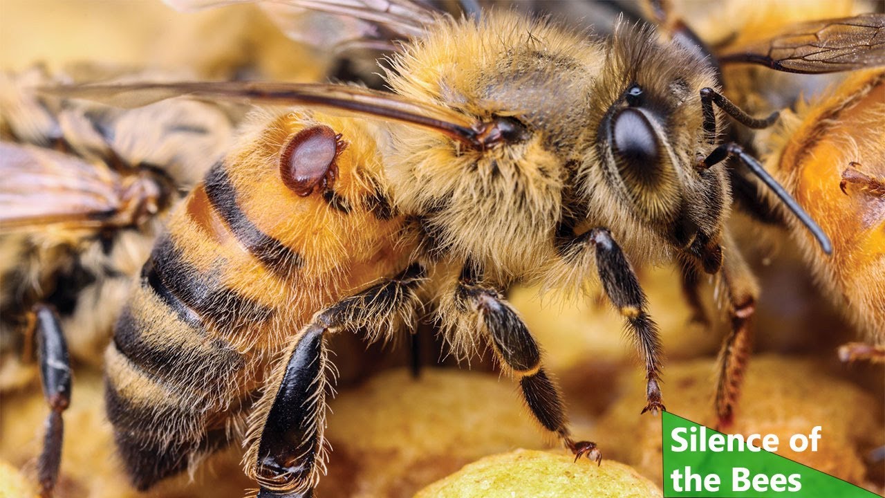 All about the Bees (Nature Documentary, Full Length)