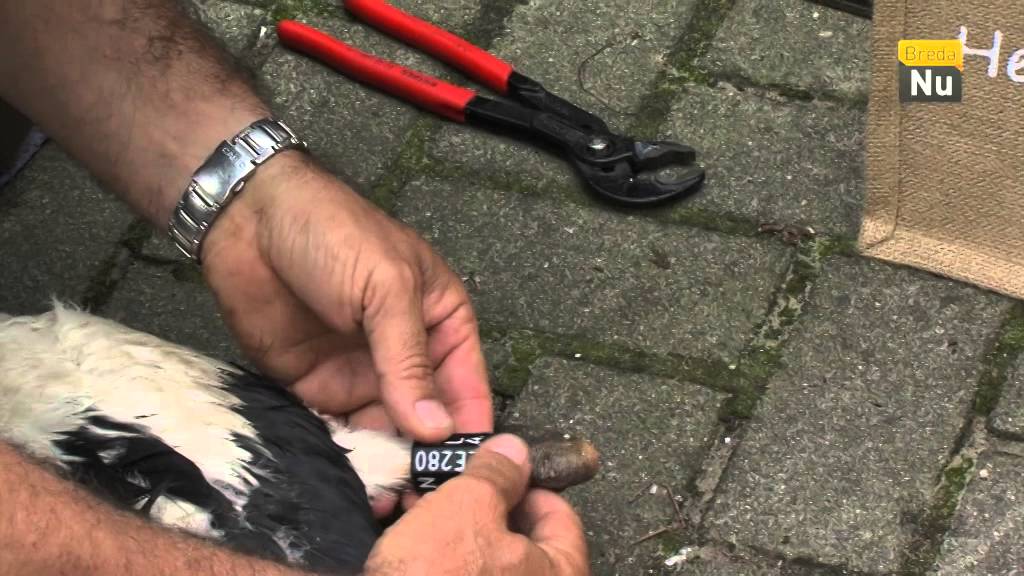 Vacht en Veren aflevering 1: ooievaars ringen in het Markdal