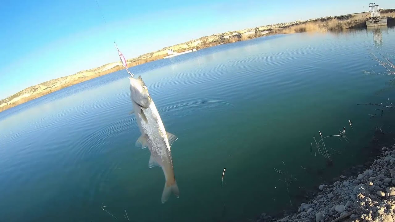 Fırat Nehri LRF İle Atçek Balık Avı