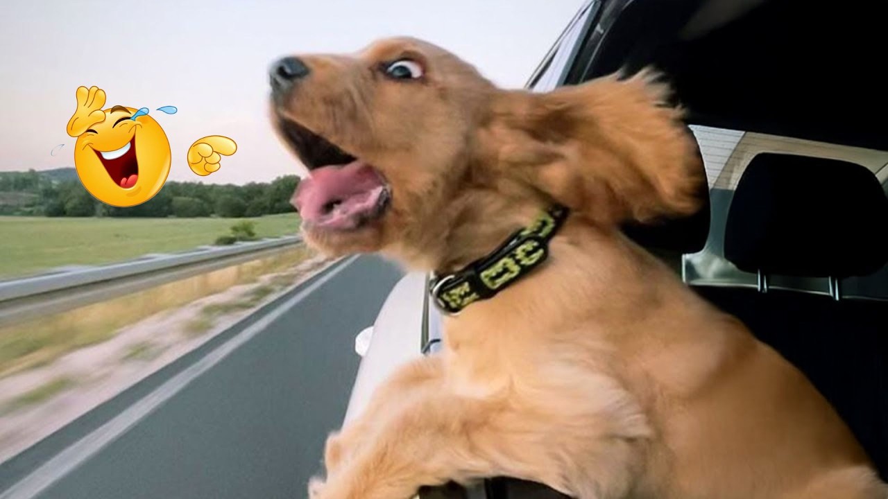 I Asked for a Dog… But Got a Full-Time Comedian Instead 😂🐶 Funniest Dog Moments Ever