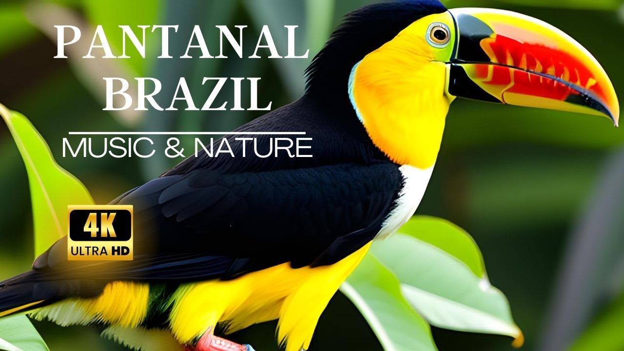 🐯🌱 PANTANAL BRAZIL | Relaxing Film in 4k & Nature Sounds