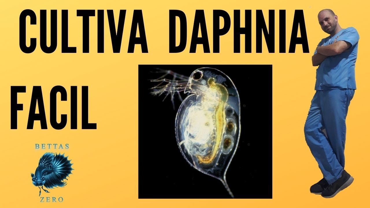 CULTIVA FACIL DAPHNIA