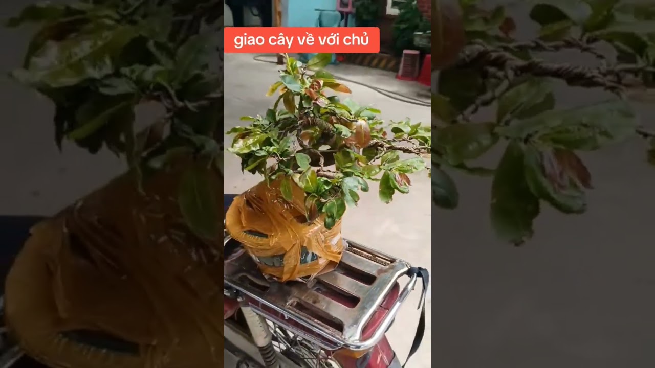 ship c&acirc;y #maibonsai về với chủ mới🥰🥰❤, vườn e c&ograve;n nhiều bonsai  gi&aacute; rẻ ae lh ☎0899083010