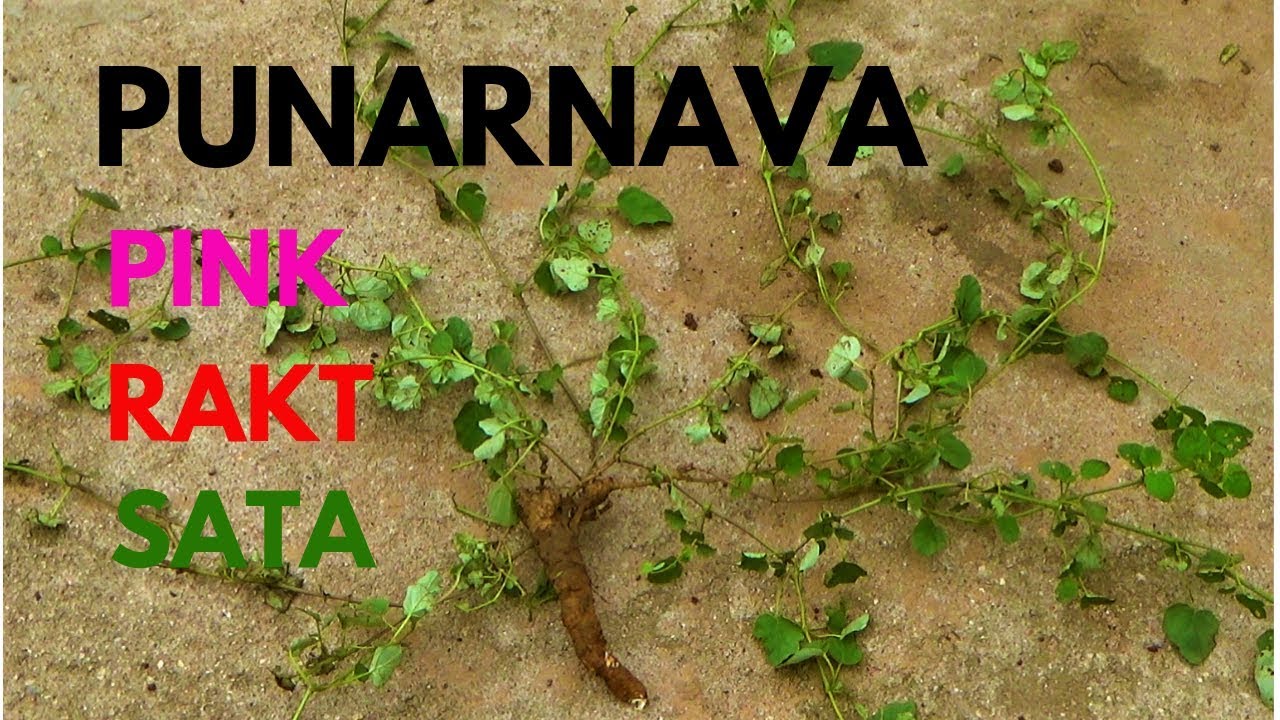 गुलाबी पुनर्नवा की पहचान │Identification of Pink Boerhavia Diffusa Herb By Vishal Sathye