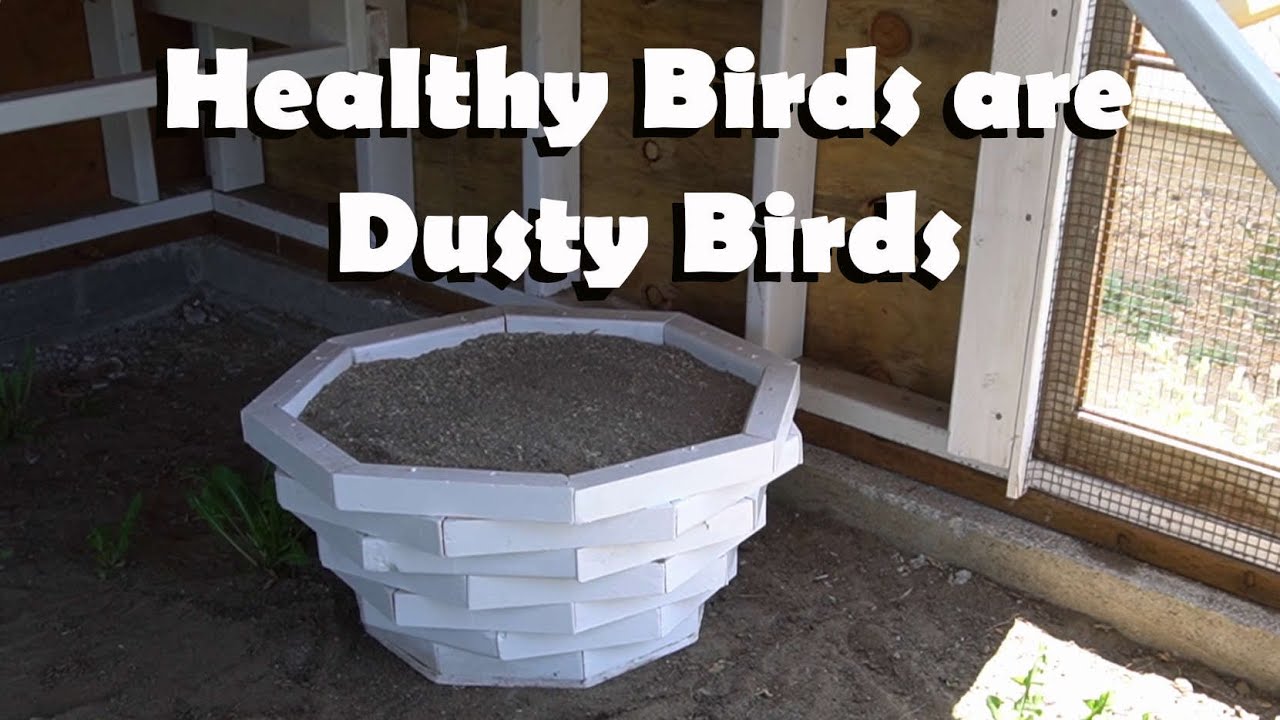 The 6 Most Important Things to Put in a Chicken Dust Bath