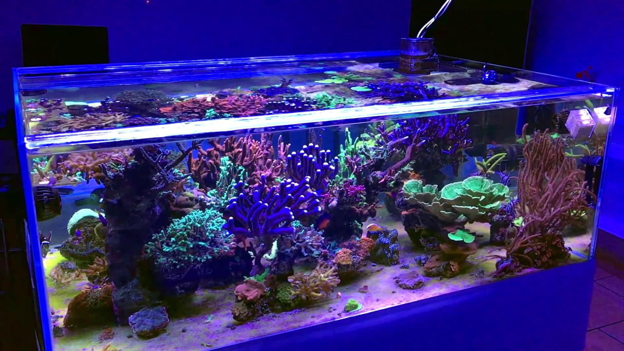 Reef Tank - No Sump - Bare Bottom - Tenerife