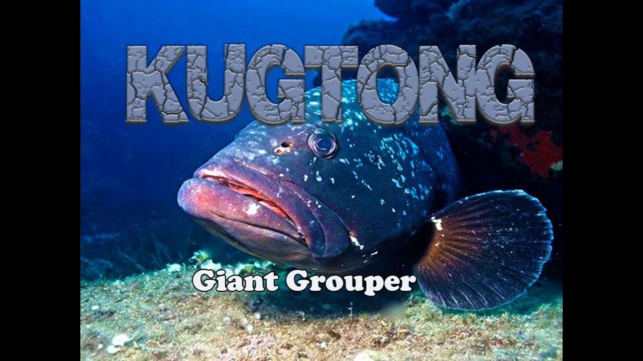 KUGTONG (giant grouper)