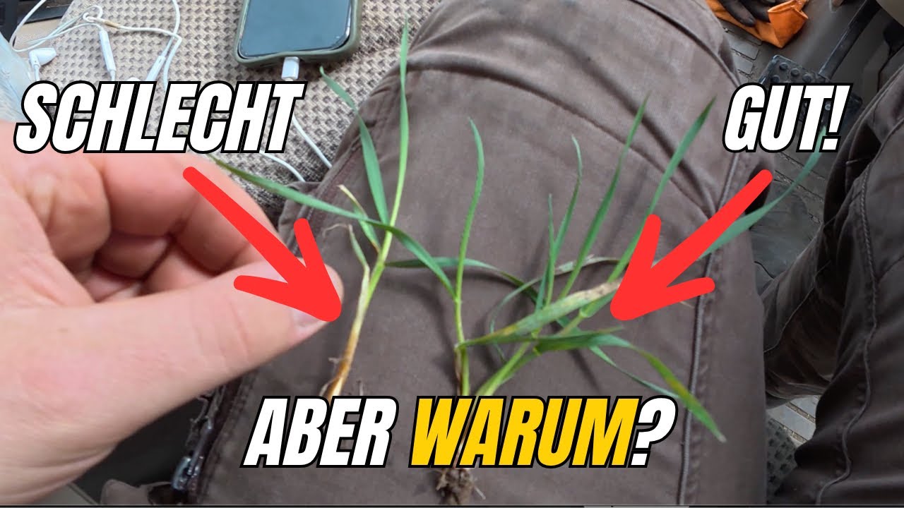 Was sieht besser aus? Direktsaat, Claydon, Mulchsaat oder doch der Pflug?