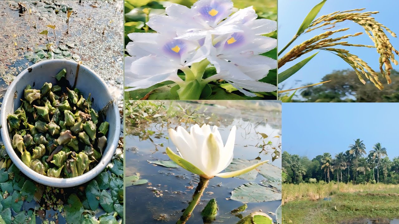 এই প্রথমবার চাষ করা হলো😳 আর অনেকটাই অন্যরকম 🤠🥳