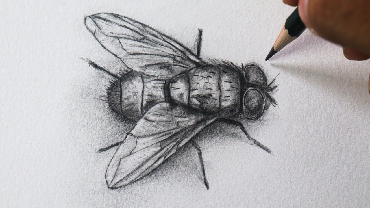 Como Desenhar uma Mosca Realista ( Fácil de Entender ) NARRADO