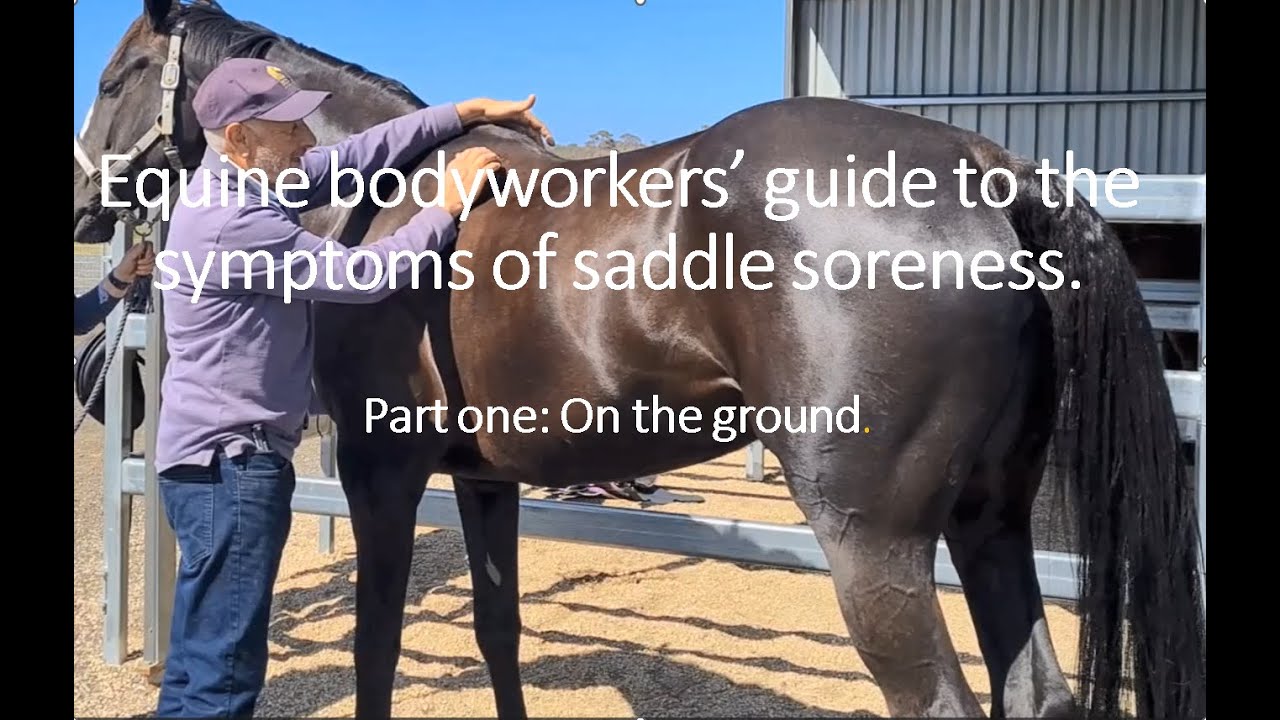 Equine Bodyworkers Guide to Saddle Soreness, Part 1.