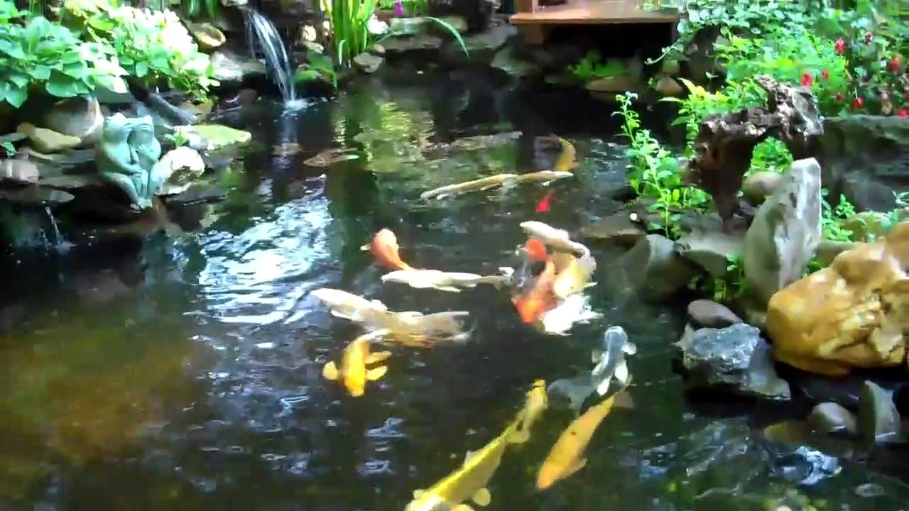 koi pond June18,2010