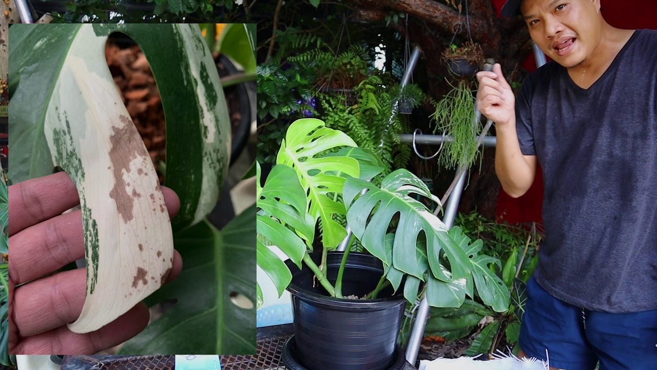 แนะนำวิธีปลูกต้น มอนสเตร่า Monstera วิธีดูแลเลี้ยงดูโดยใช้เพอร์ใลต์กับหินภูเขา-ไฟสวนข้างบ้านฉัน ep48