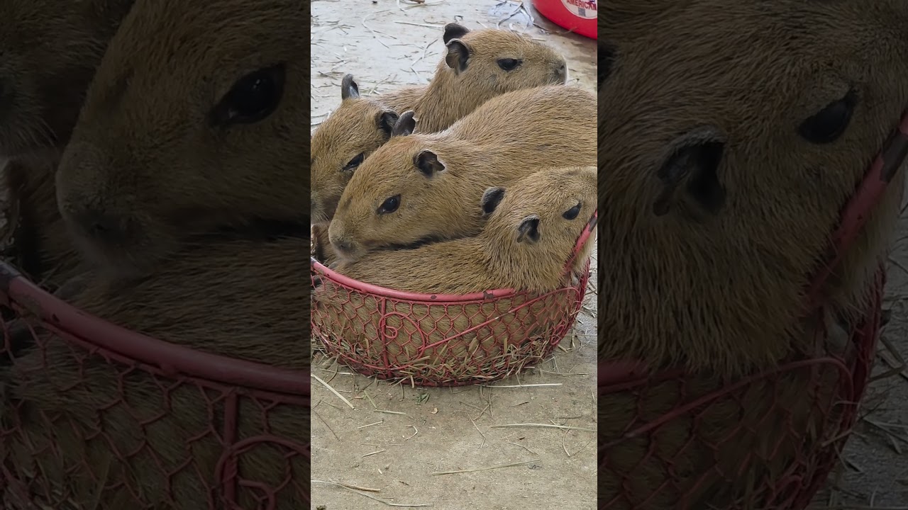 Слишком много детенышей капибар, чтобы я мог с ними справиться.