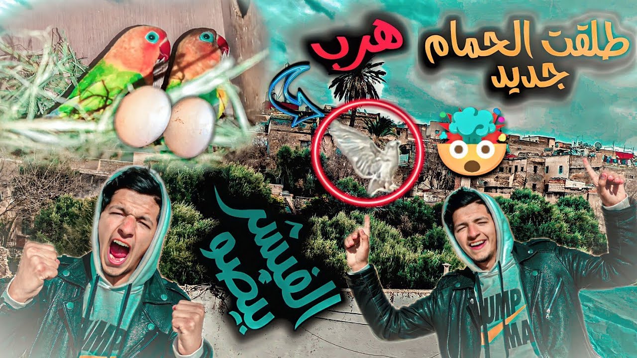 طلقت الحمام جديد 🤯 اخيرا الفيشر بيضو 😂
