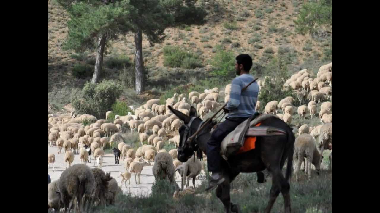 Ganaderia trashumante camino de la Alta Serranía de Cuenca