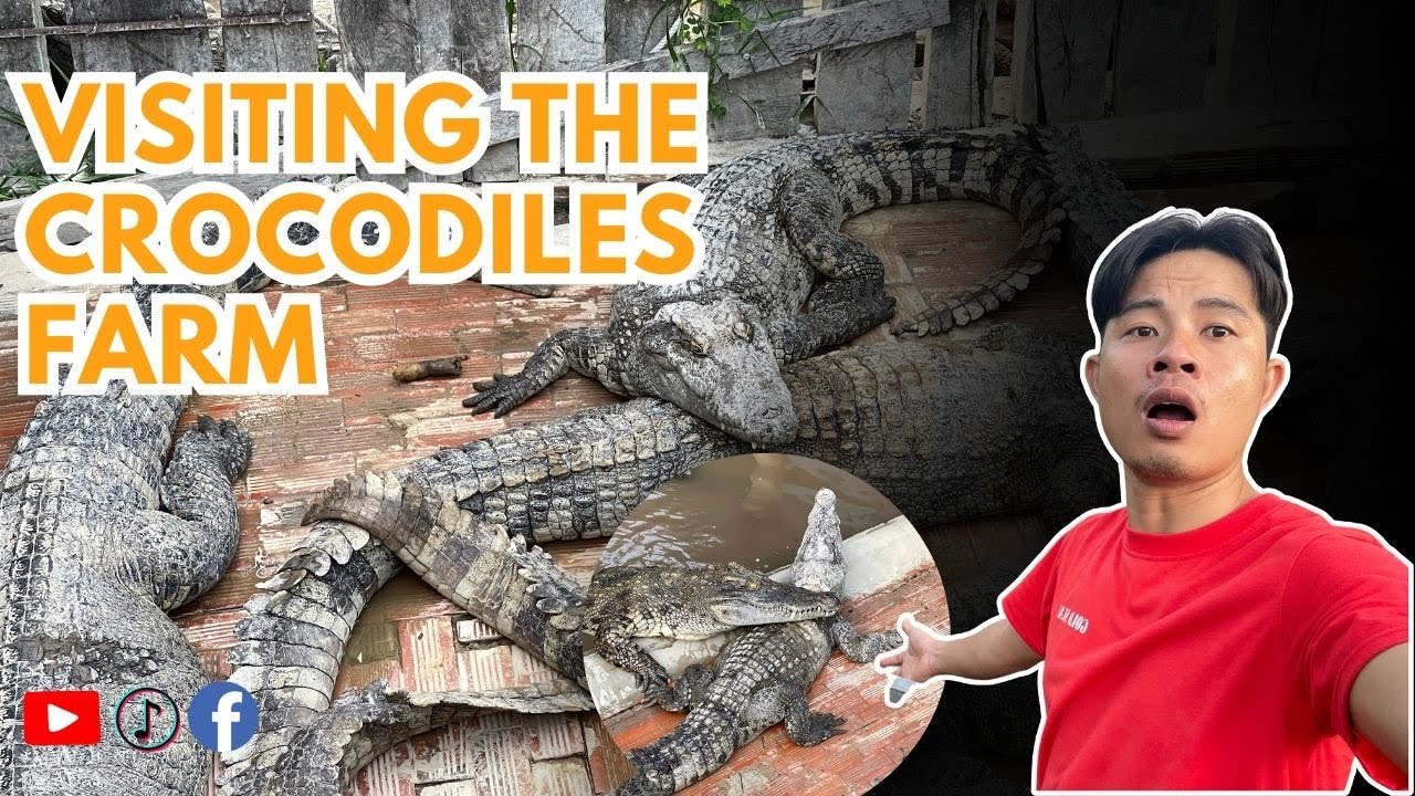 Visit crocodiles farm in the village with me [ CROCODILE TOUR ]🐊