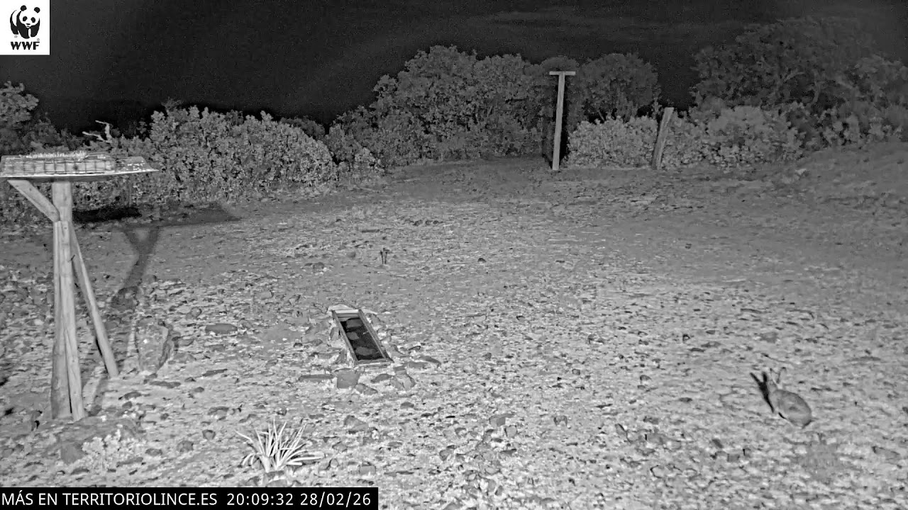 Emisión en directo Territorio Lince