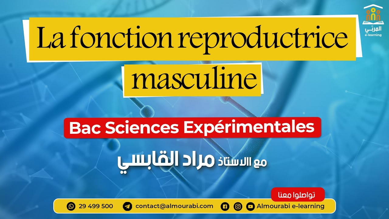 Bac Sciences : SVT - Fonction Reproductrice Masculine | Cours & Explication Complète