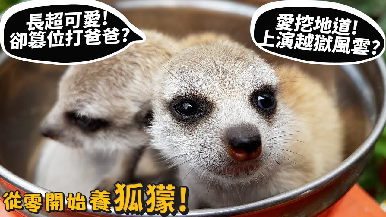 【從零開始養】狐獴!挖地道超強!監獄風雲逃亡?狐獴P.K蛇?長大後謀權篡位打老爸?【許伯簡芝】