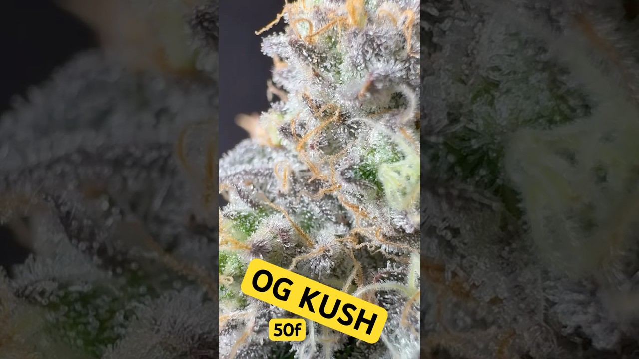 OG KUSH! 50f ROYAL QUEEN SEEDS!