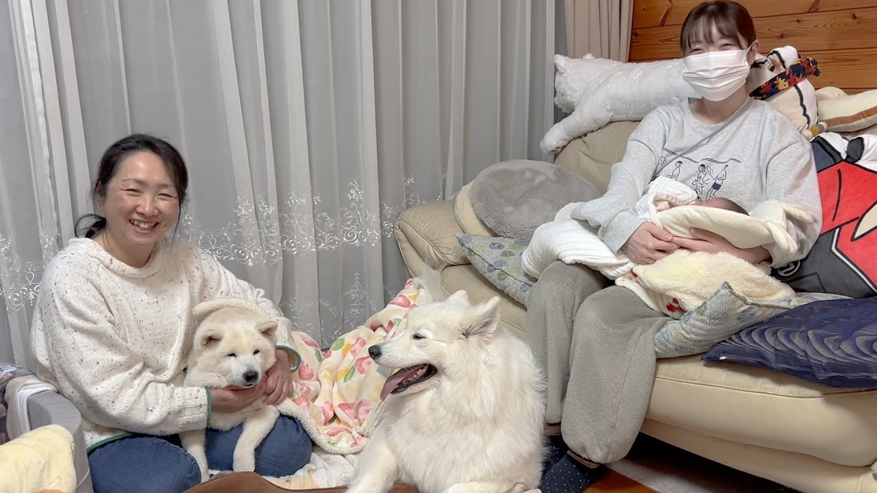 お姉ちゃん柴犬＆サモエドと生後１か月赤ちゃんの成長と子育ての振り返り