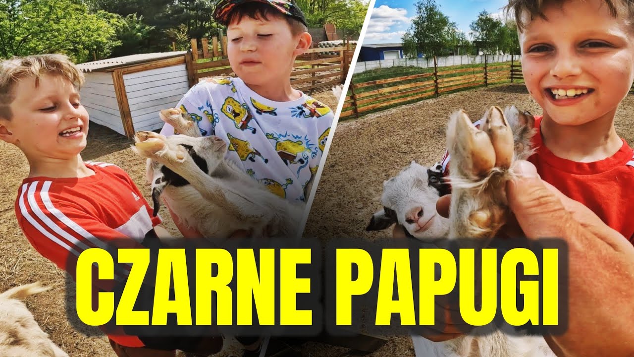 🐦&zwj;⬛ TRESOWANE CZARNE PAPUGI 🐦&zwj;⬛ m&oacute;j syn i jego kuzyn odwiedzili Koziołkowo 👦🏼 MOJE MINI ZOO