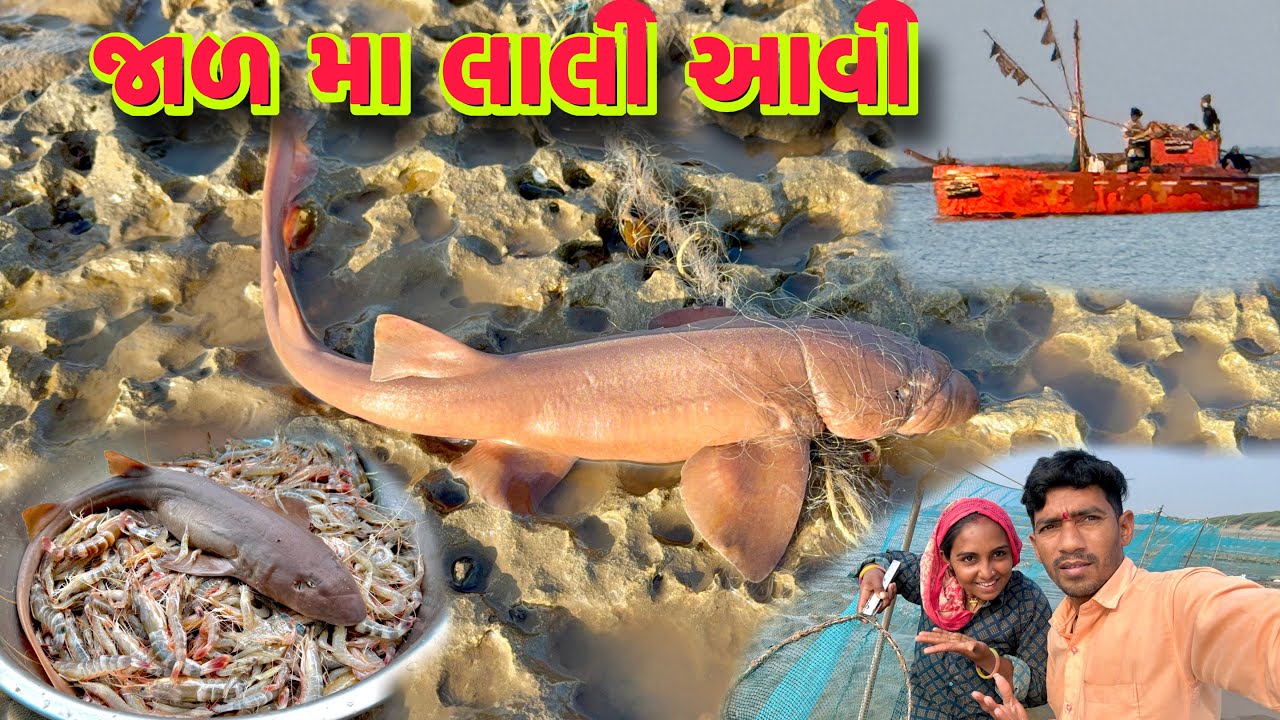 પહેલી વાર સવાર મા દરીયો ખાલી થયો 🌊 jinga fishing 🍤 dariyai khedut