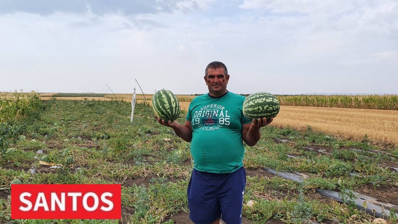 PROIZVODNJA LUBENICA MOŽE BITI UNOSNA