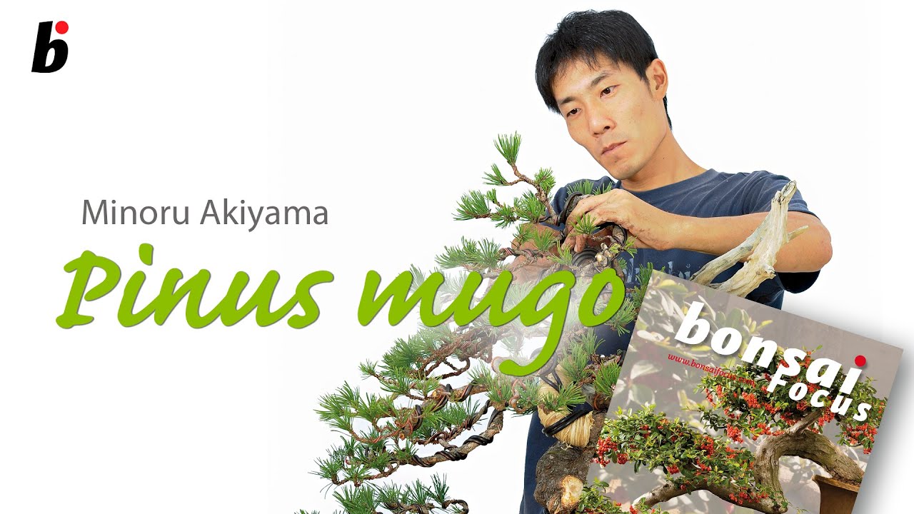 Minoru Akiyama demo on Mugo Pine