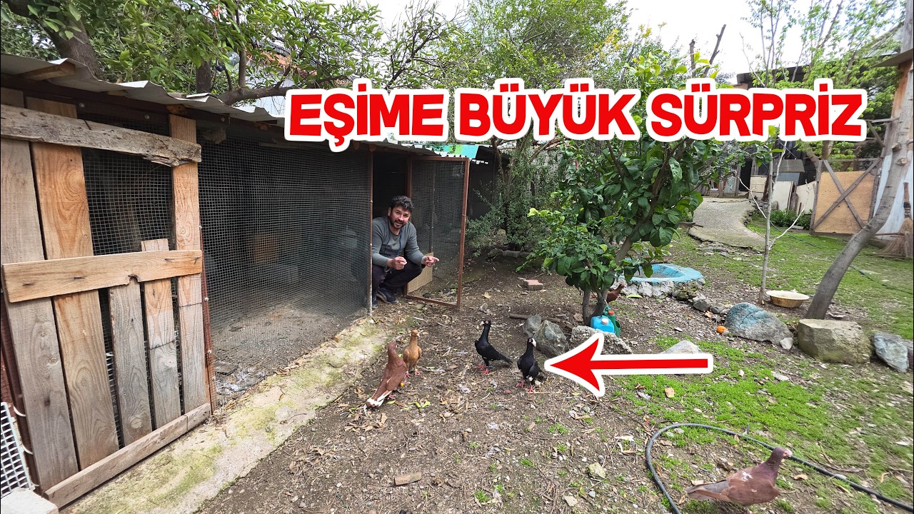 G&uuml;vercin K&uuml;meslerinin AğaBabası G&uuml;vercinleri Tek K&uuml;mese Topladım