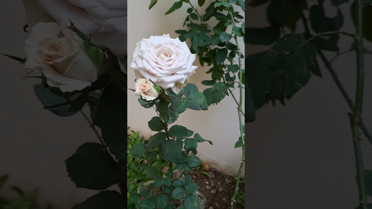 White Roses #flowers #ivory #shorts #roses #relaxingmusic