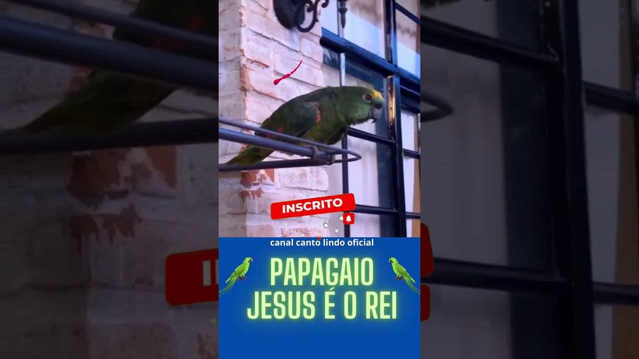🟥#papagaio Jesus &eacute; o Rei 🟥