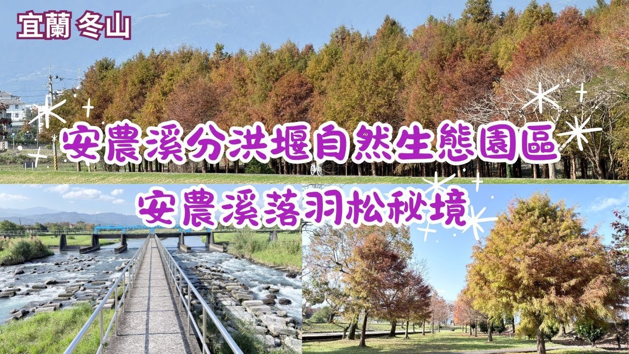 2026 -1 宜蘭 冬山 安農溪分洪堰自然生態園區&安農溪落羽松秘境