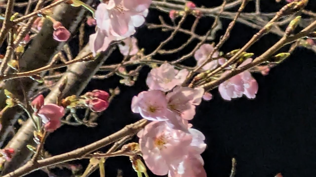 chi yoru がライブ配信中！